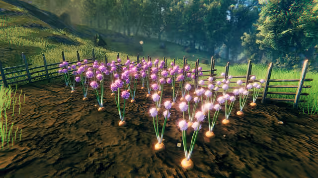 Rows of green-stemmed onion plants topped with round purple and white flower heads, growing in dark tilled soil inside a wooden rail fence at the edge of a sunlit forest.